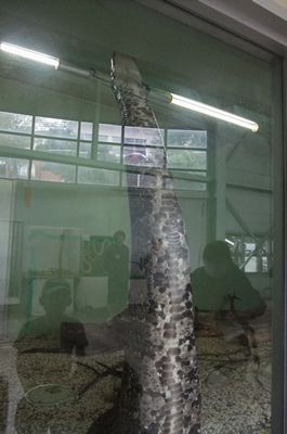 snakecenter03.jpg
