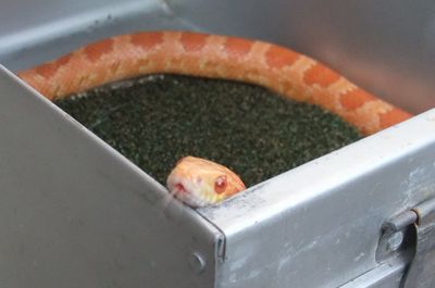 snakecenter14.jpg